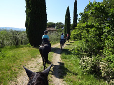 Italy-Tuscany-Tuscan Wine Trails